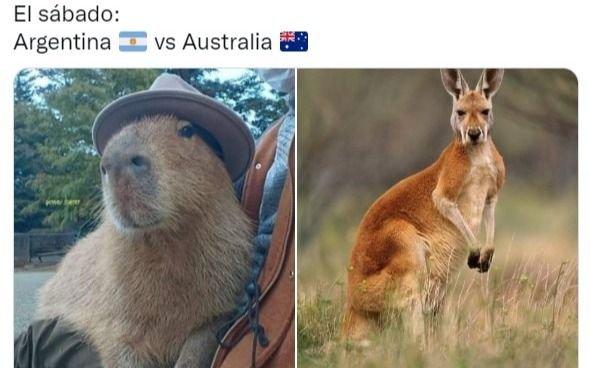 Carpinchos vs Canguros, el duelo del hemisferio sur que ya se juega con los memes en las redes