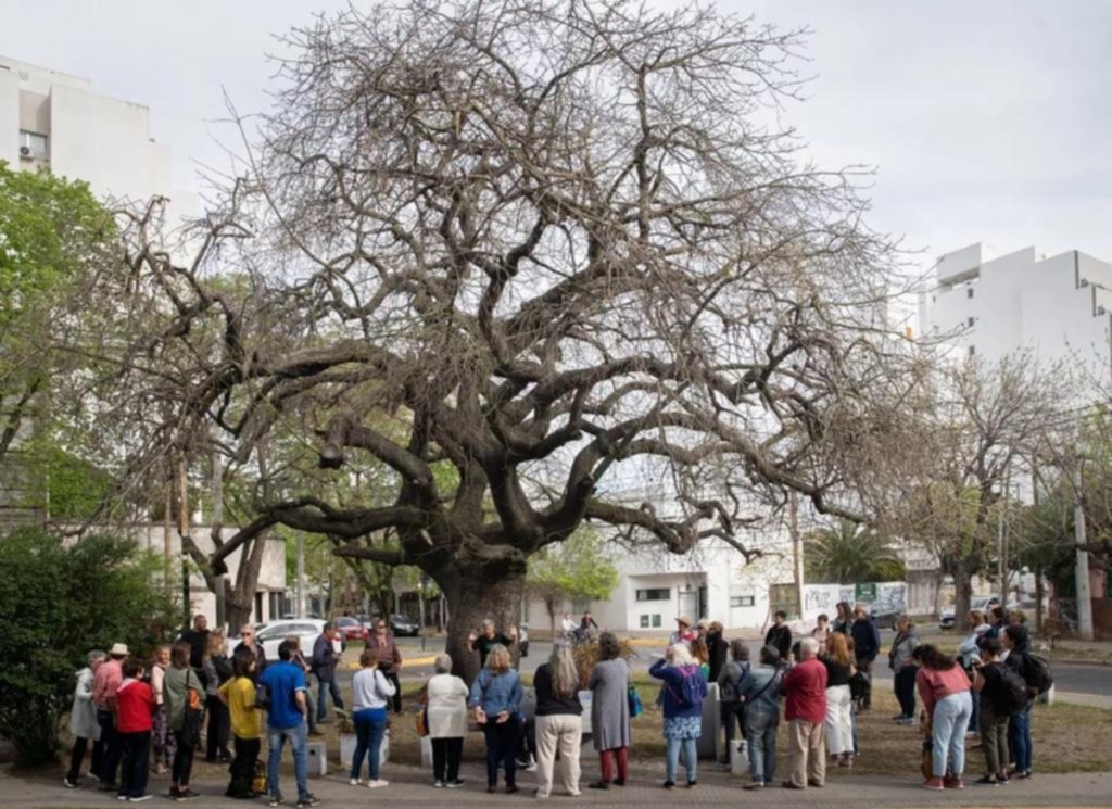 Expediciones urbanas: conocer al árbol de la vereda para transformarse en su “custodio”