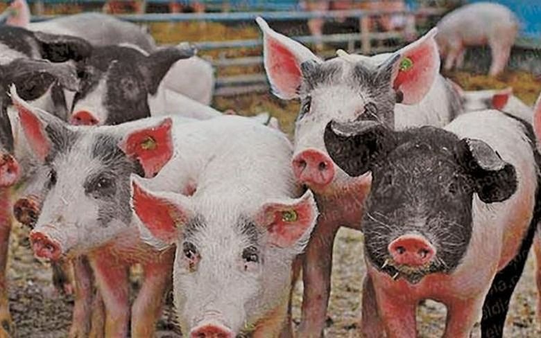 La Provincia abrió la convocatoria a líneas de financiamiento para el sector porcino