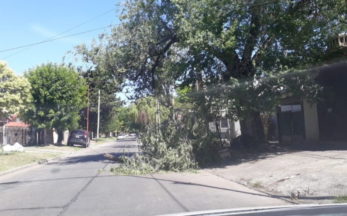 Un árbol caído obstaculiza la calle, a metros de una escuela