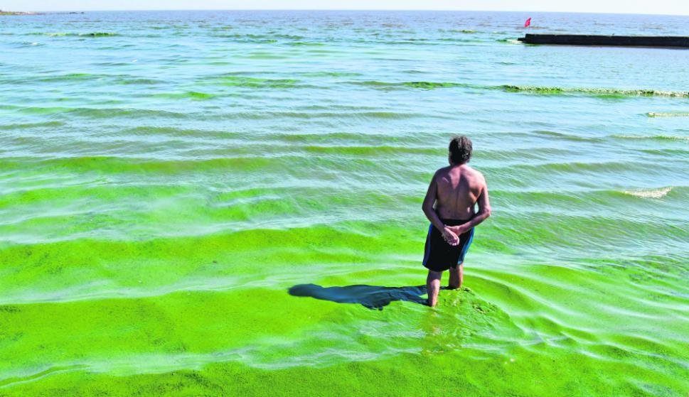 Marea verde: alerta por algas tóxicas en playas bonaerenses