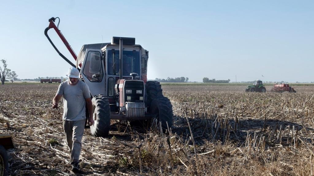 Impacto en la cosecha: la sequía complica al maíz y la soja