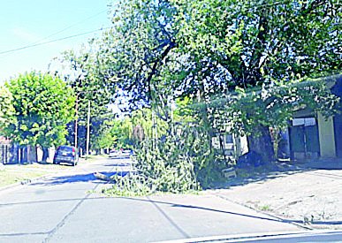 Una rama cayó sobre la calle y complica en tránsito