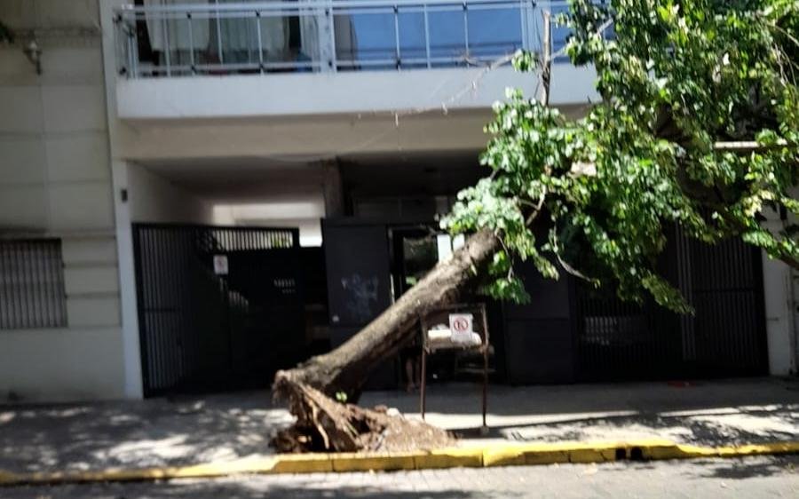 Cedió la raíz de un árbol y piden que lo retiren
