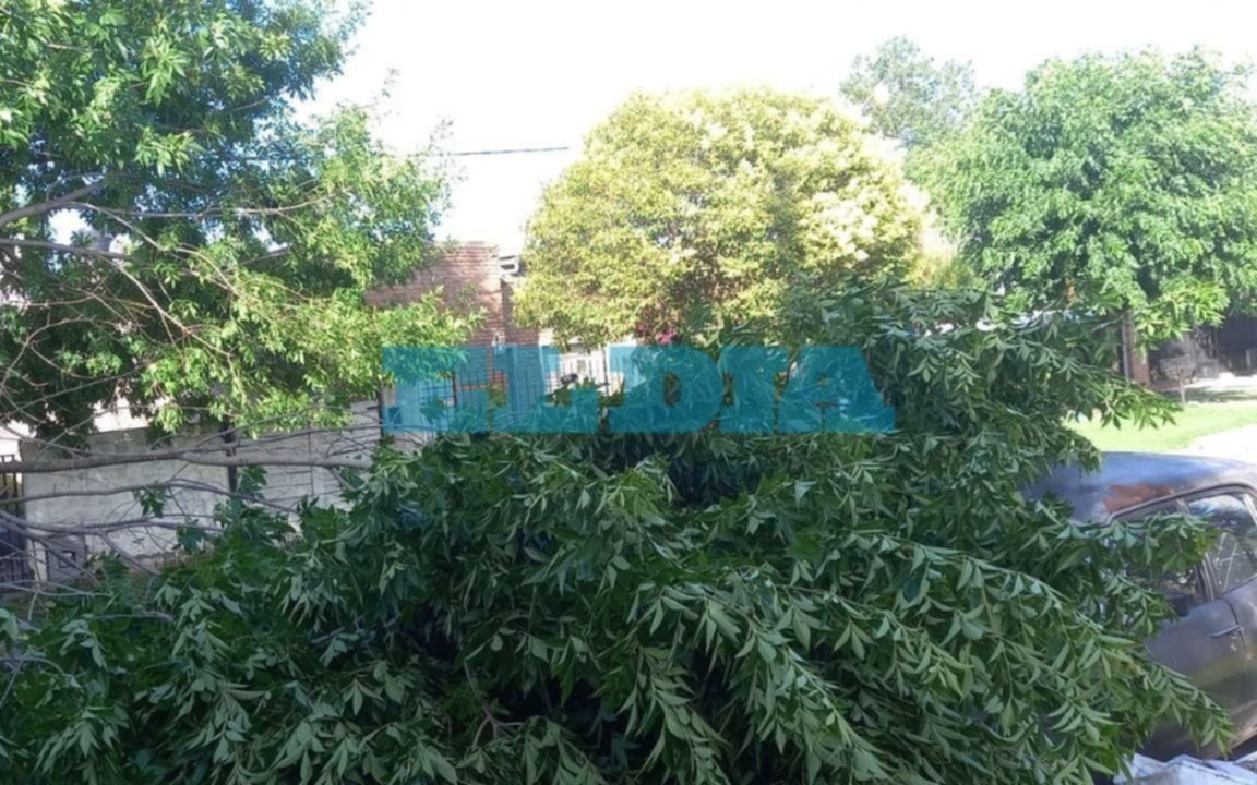 Viento y lluvia en La Plata: un árbol aplastó un auto de colección