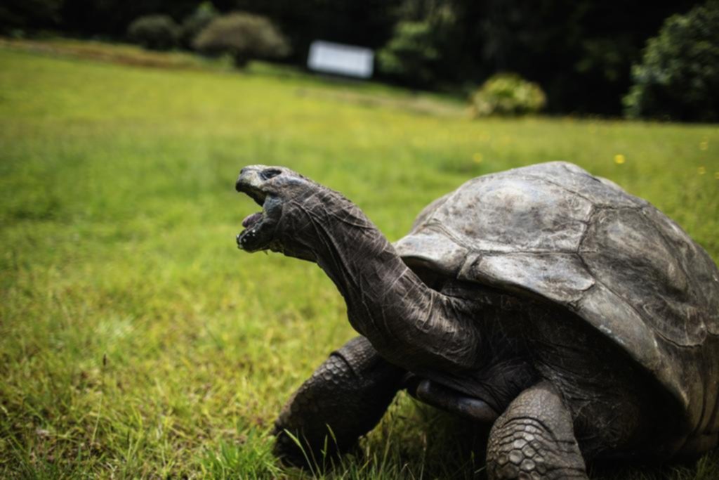 La tortuga Jonathan, radiante a sus 190 años
