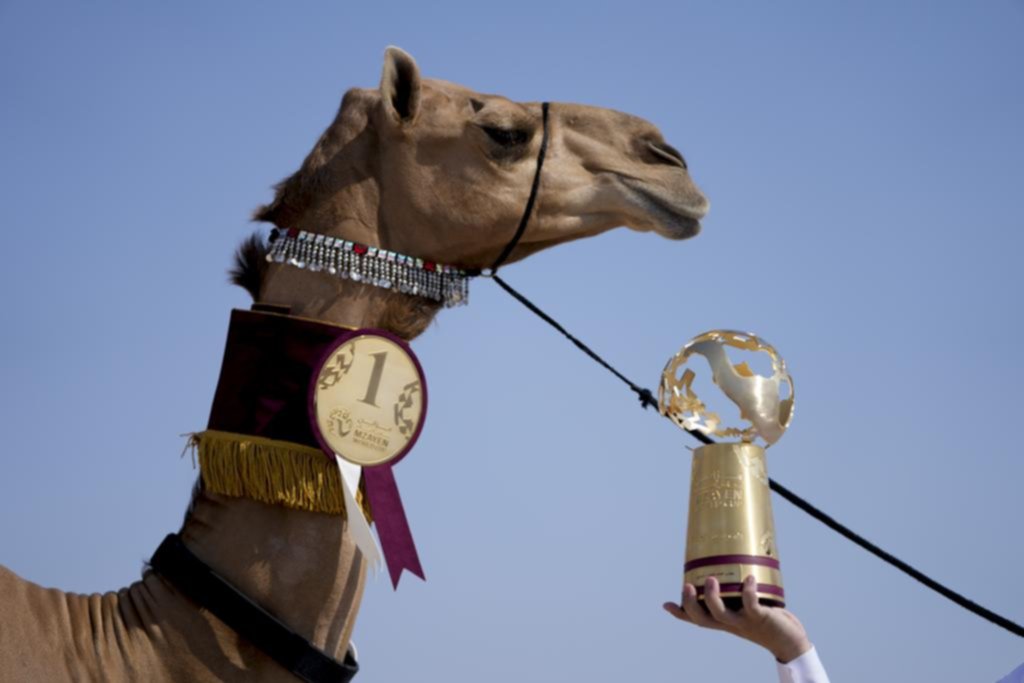 Un concurso de camellos, otra atracción en Qatar