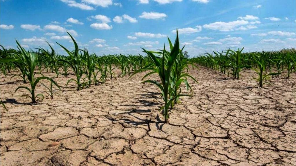 Proyectan pérdidas por U$S12.000 millones por causa de la fuerte sequía
