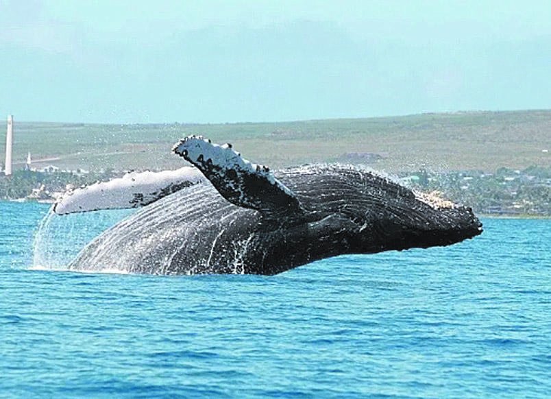 Naturaleza: la población de ballenas en Brasil vuelve a los niveles anteriores a la caza