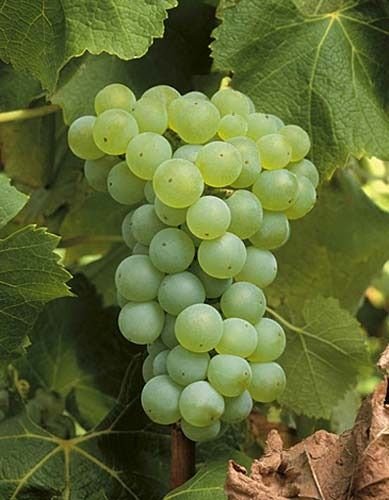 Nuevo Apuntes Semillón Fumé