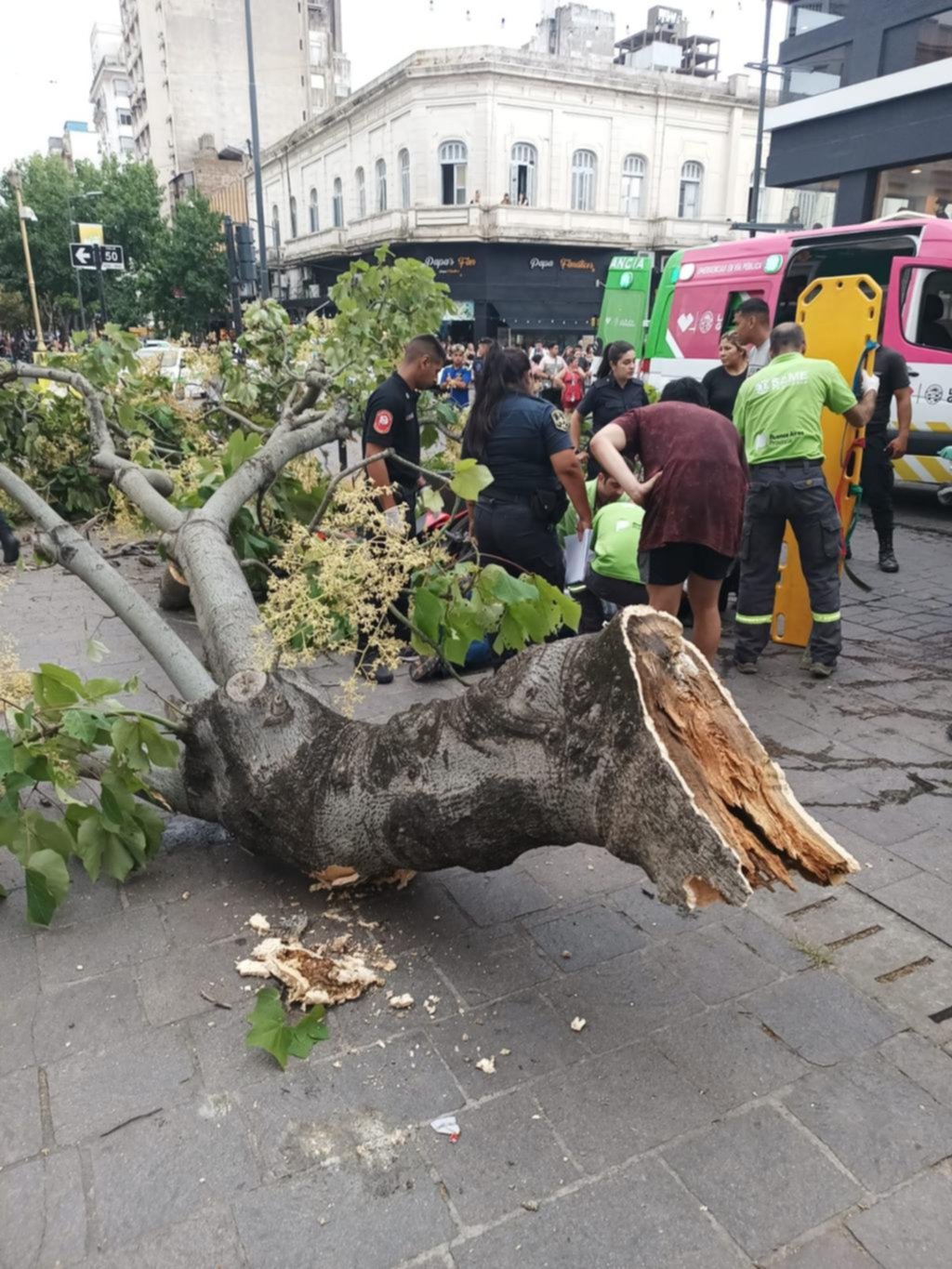 Secuelas del fuerte temporal: un árbol cayó en pleno centro y lesionó a una mujer