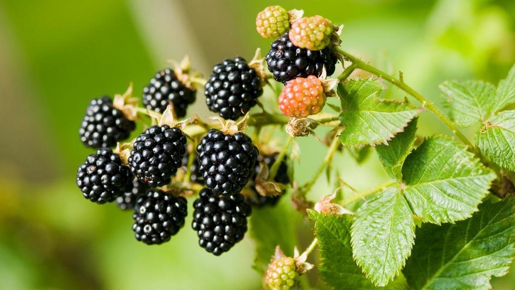 Zarzamora: una fruta silvestre en boga