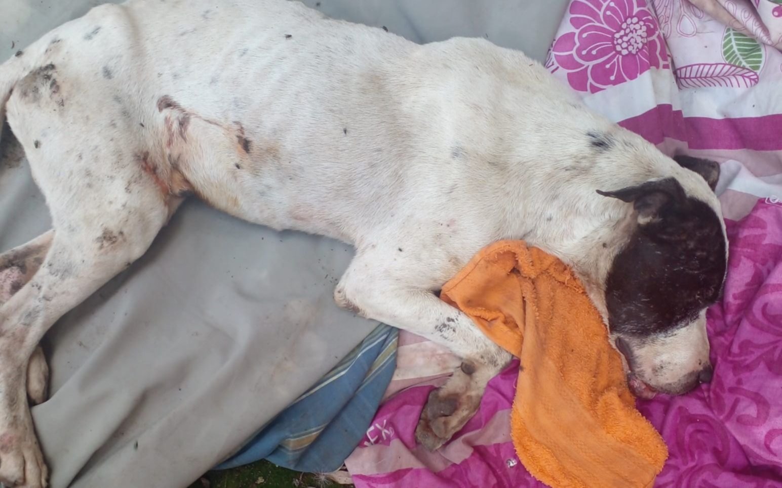 La Plata: piden ayuda para salvar a Chingolo, el perro al que le metieron un petardo en la boca
