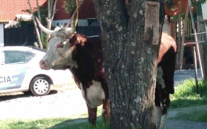 Toro suelto en Quilmes Oeste