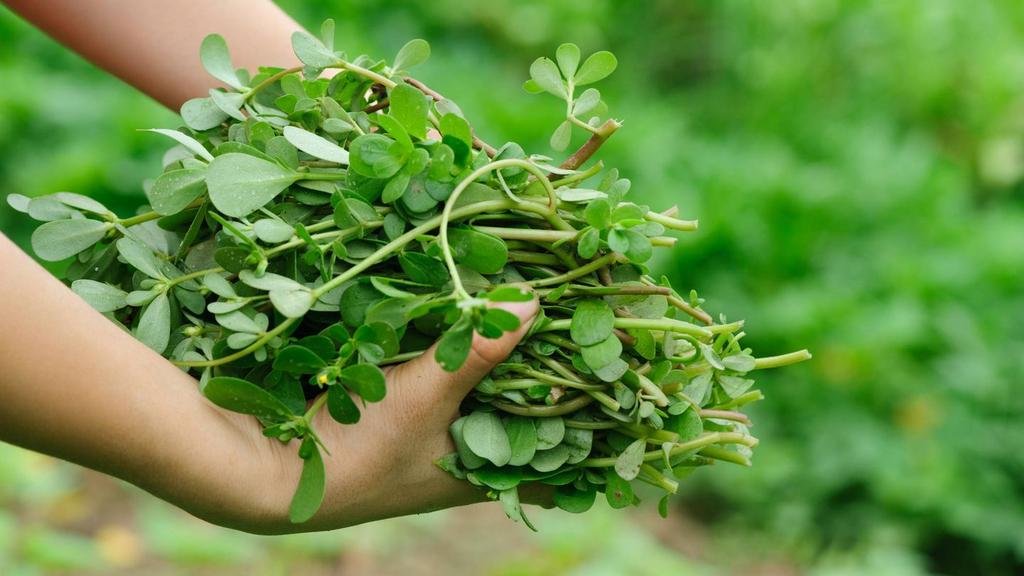Verdolaga: la suculenta comestible de verano