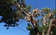 City Bell: piden que corten dos ramas inmensas con riesgo de caída