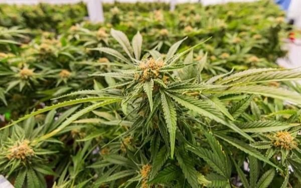 Anuncian inversión de más de 106 millones de pesos en 13 proyectos de investigación en Cannabis