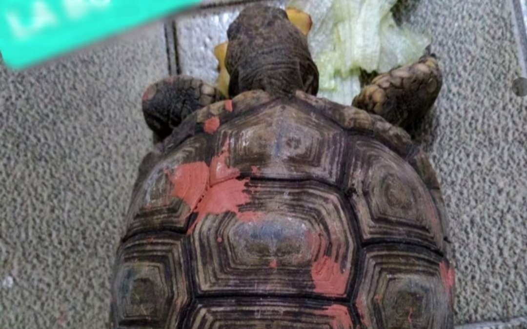 Esta "Manuelita" no fue a París, terminó en La Plata: angustiante búsqueda de una tortuga
