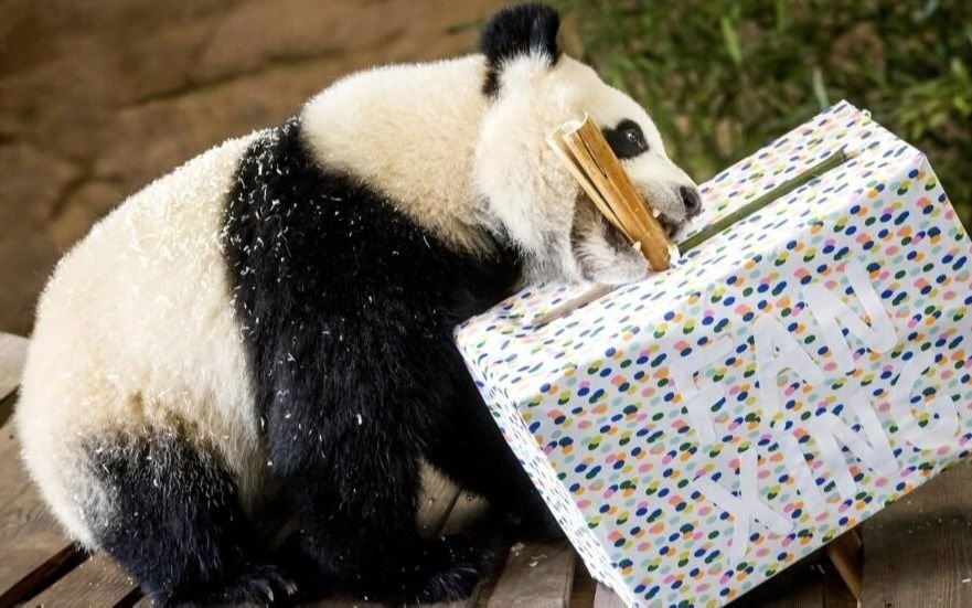Un panda de dos años de un zoo de Países Bajos resultó ser una hembra y no un macho