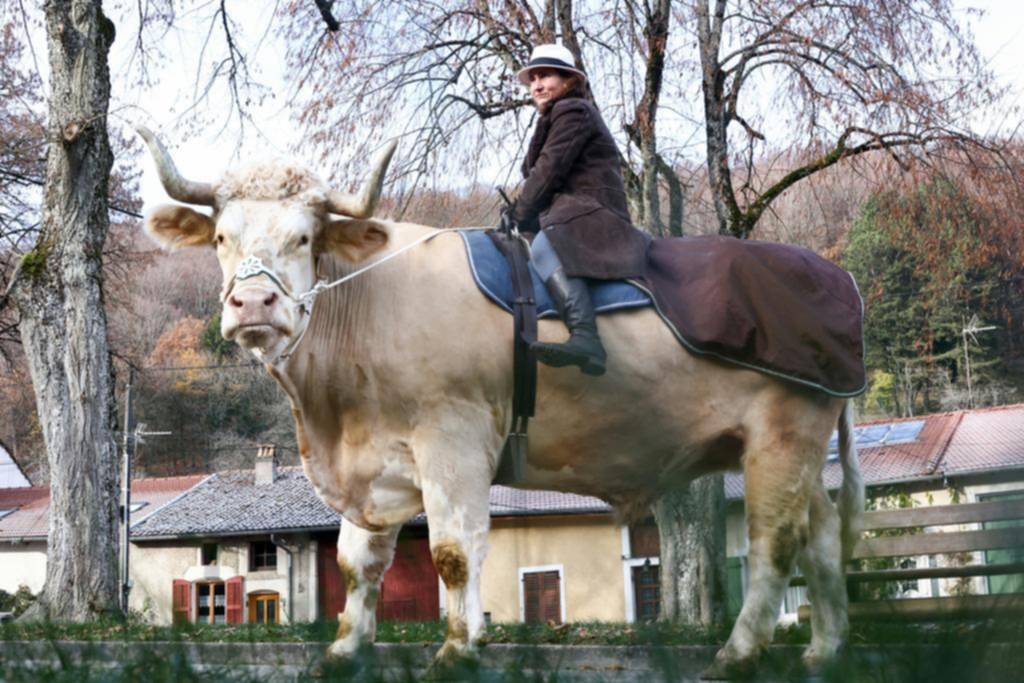 Miralo a Aston, el toro que se cree caballo