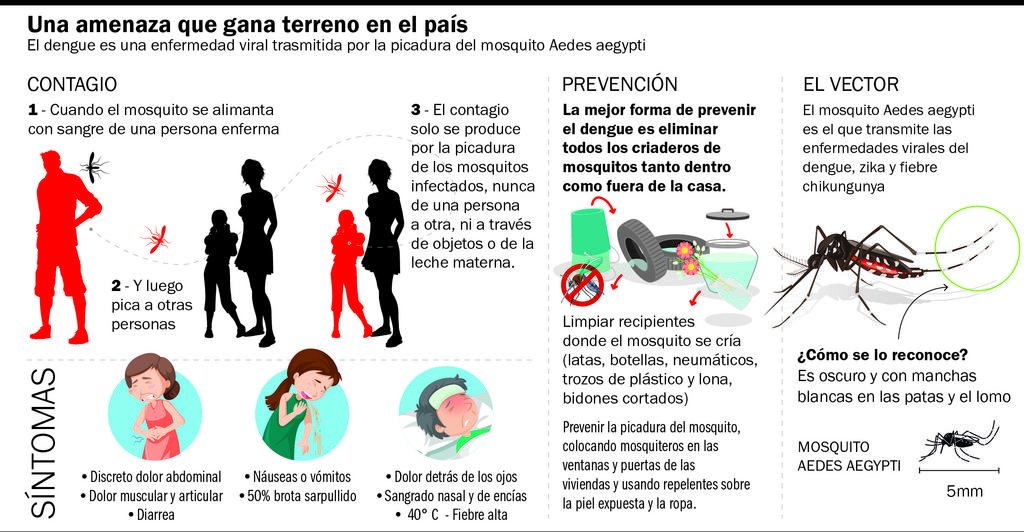 Temporada de dengue: se teme un verano con muy alta circulación
