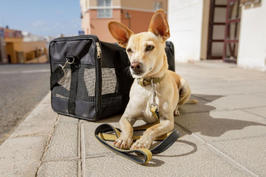 Se suman a toda costa: ¿qué se debe hacer para que viajen las mascotas?