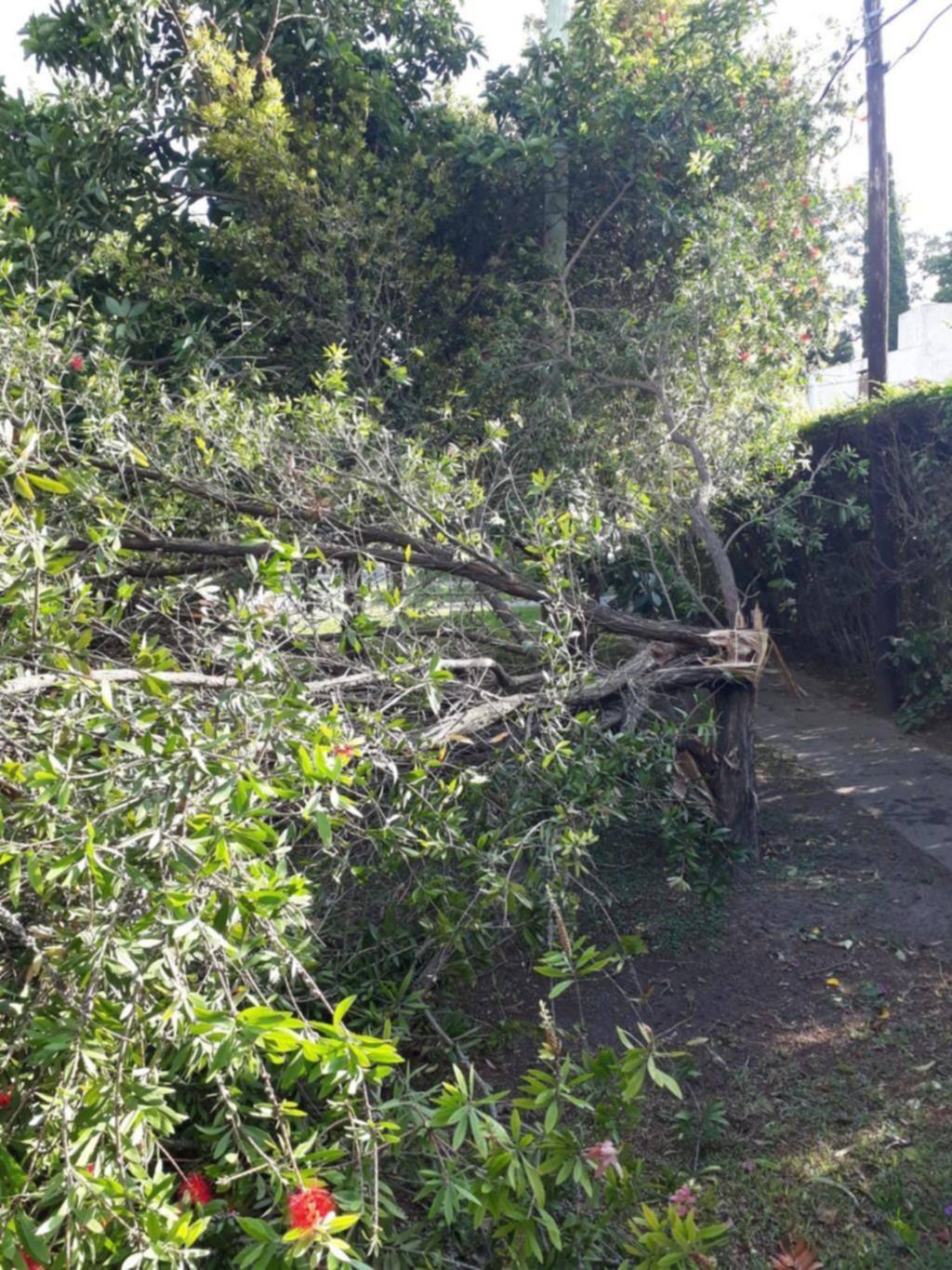 Denuncian corte de luz por la rotura de cables en Gonnet