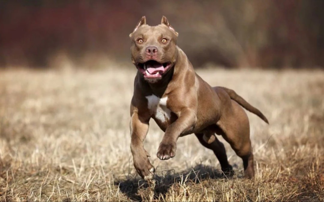 Un Pitbull atacó a un niño en el Parque de la Ciudad de Quilmes