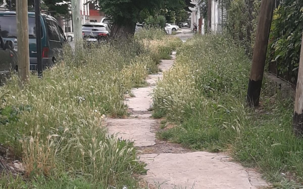 Pastos crecidos en La Plata: malestar entre los vecinos por zonas en estado de abandono