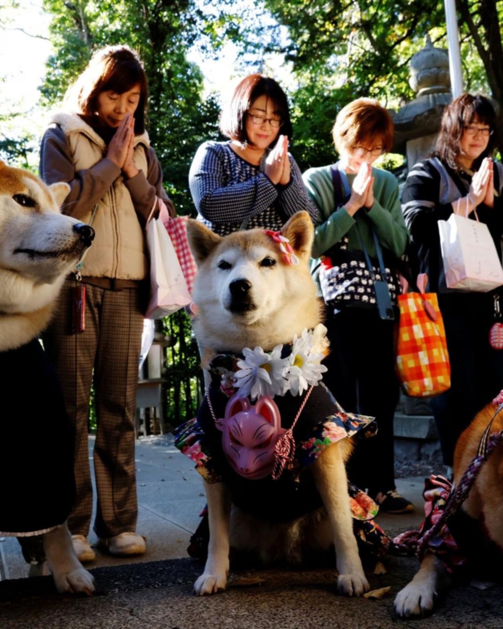 La bendición tradicional en Japón que “cambió” niños por perros y gatos
