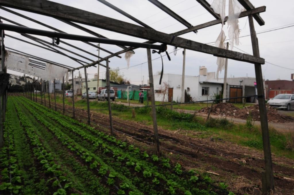 Hallan concentración de parásitos en las verduras de producción local