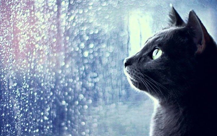 Gris y lluvioso amanecer en La Plata: así sigue el tiempo