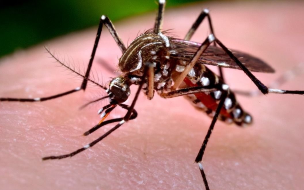 Confirman dos casos de chikungunya en Tucumán después de casi 10 años