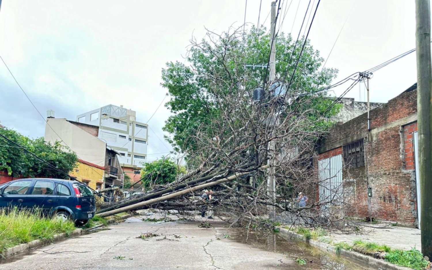 Peligro en 118 y 35: se cayeron árboles sobre un transformador y arrastraron el tendido eléctrico