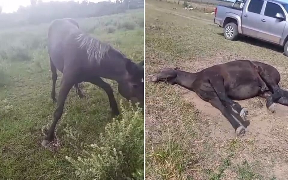 Sigue el alerta por el virus equino en la Región: "En los últimos días han sido innumerables las pérdidas"