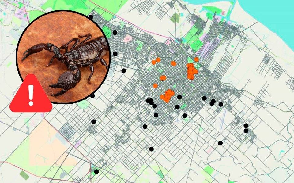 El mapa de los alacranes en La Plata: qué tipos habitan en cada barrio, cuáles son los más peligrosos y cómo cuidarse