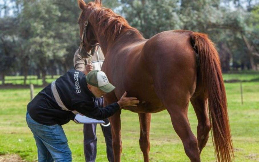 Primer caso de virus equino humano: qué se sabe, cuáles son los síntomas y recomendaciones