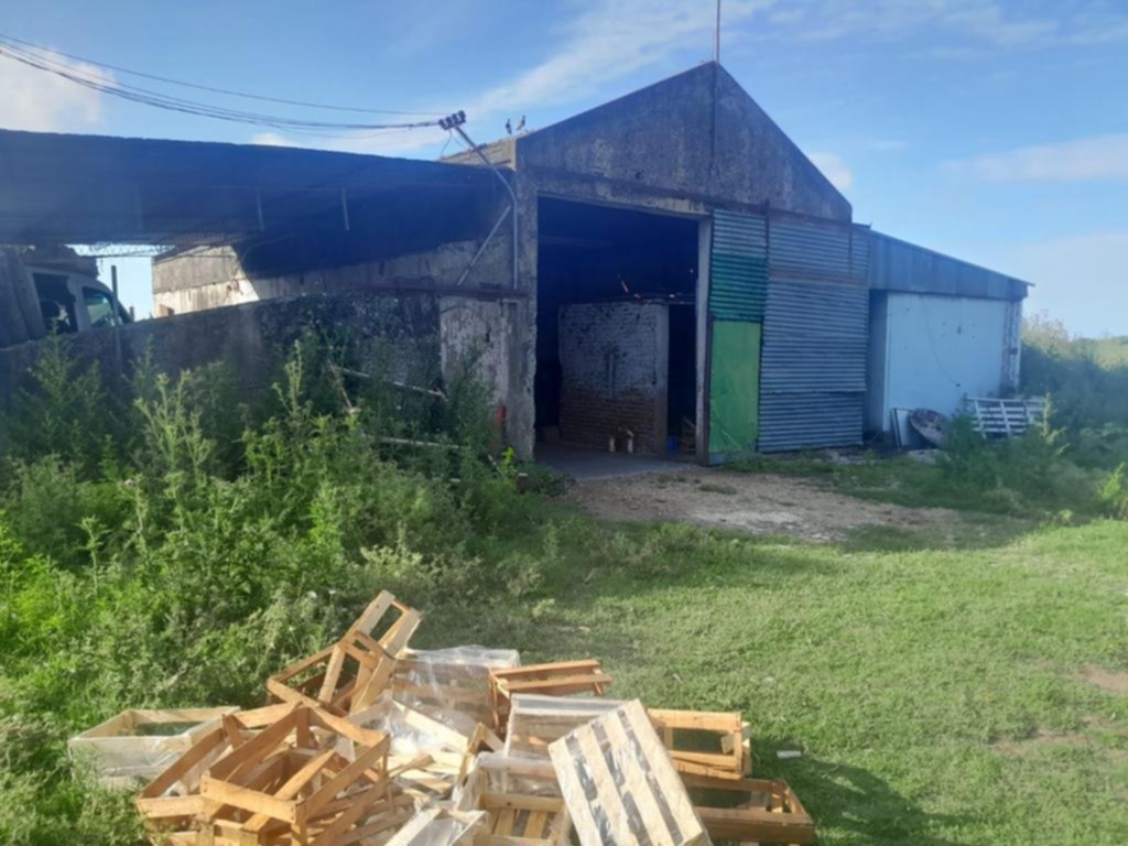 Berisso: en un criadero de chanchos, la peor muerte