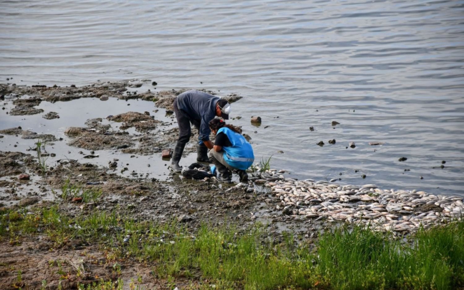 Desolación en la Laguna de Chascomús: miles de peces muertos y los vecinos movilizados