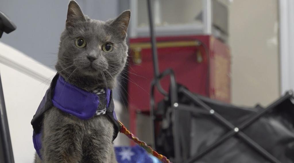 Terapias con animales: promueven sumar a los gatos