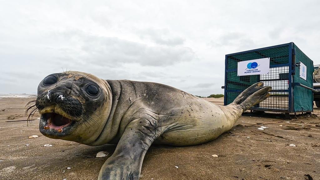 Rescatan a un elefante marino en Costa Azul