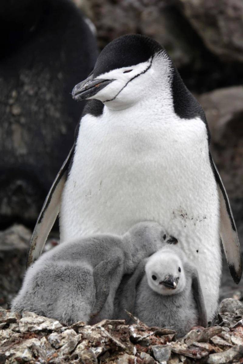 Las “minisiestas” de los pingüinos para no descuidar a sus crías