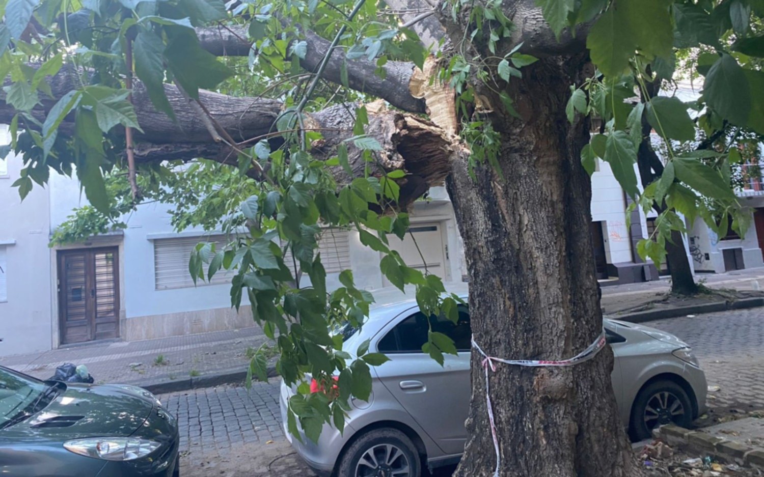 Un árbol a punto de caerse mantiene preocupados a los vecinos del Centro