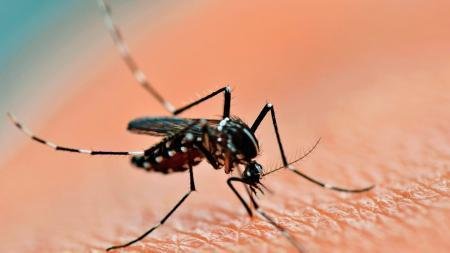 Alerta por dengue: piden extremar cuidados ante el aumento de casos