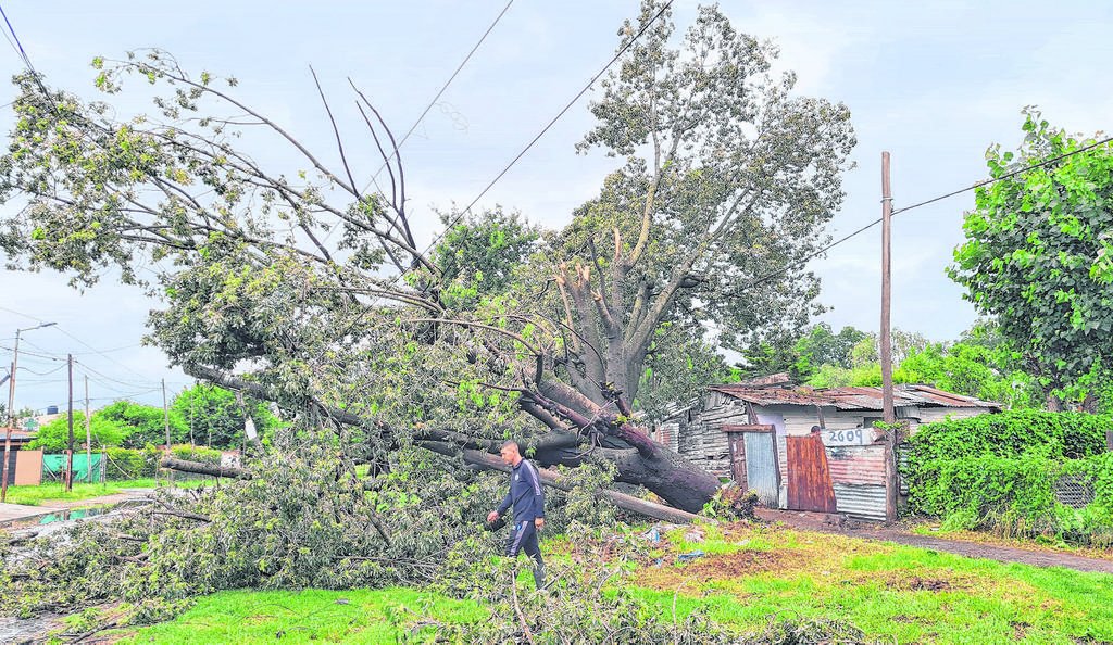 Los árboles, desafiados por un clima cada vez más hostil