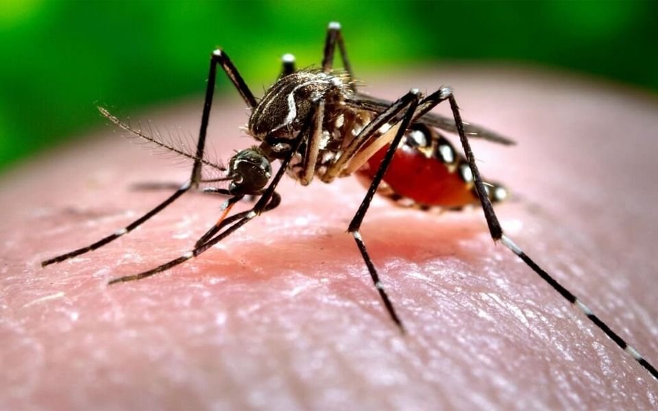 Dengue: ante la escalada de contagios piden extremar medidas de prevención