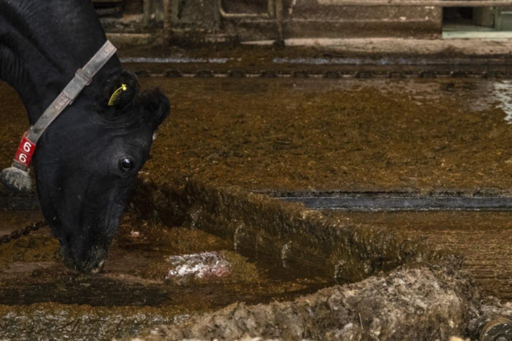 El cohete japonés cuyo motor funciona con estiércol de vaca