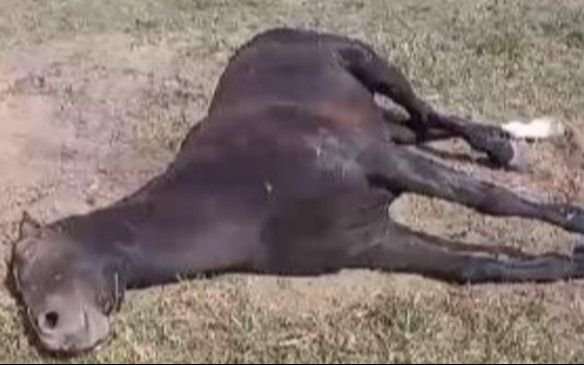 Alerta por la Encefalitis Equina: confirman la primera muerte y hay otros 12 casos activos