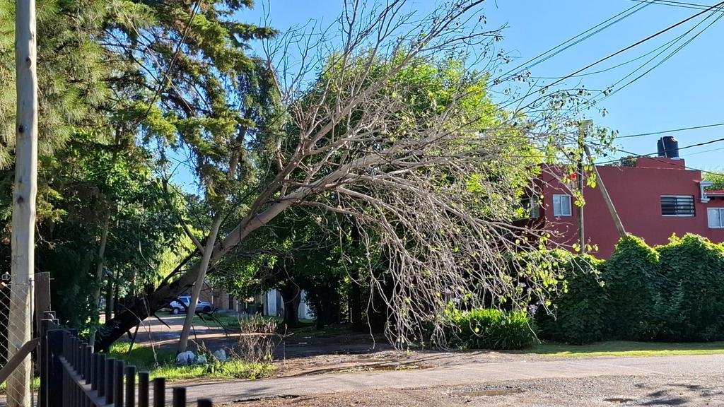 Susto y en alerta por un árbol que cayó en un sector de City Bell
