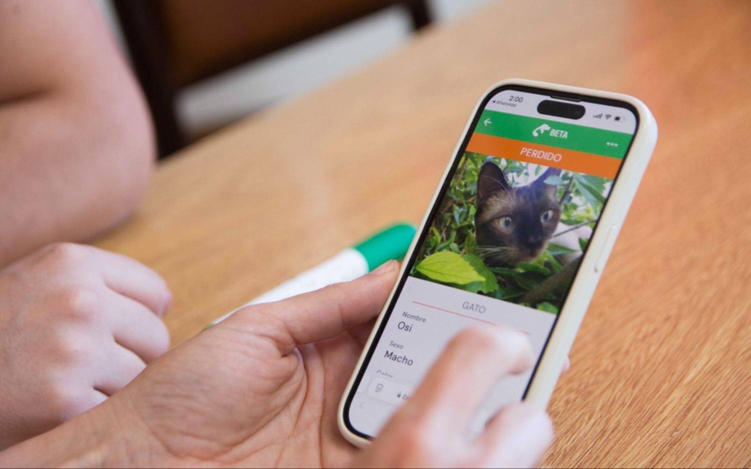 El Tinder de las mascotas, para búsqueda y adopción en La Plata: cómo funciona la app desarrollada en la UNLP